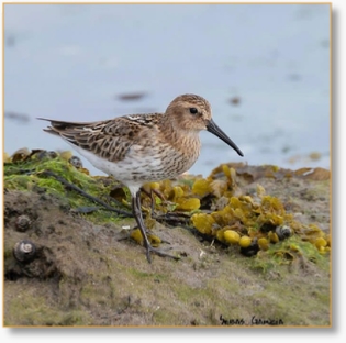 Best Birding Places in Morocco