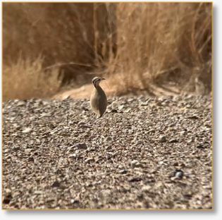 Best Birding Places Morocco