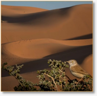 15-Day Private Morocco Birding Experience