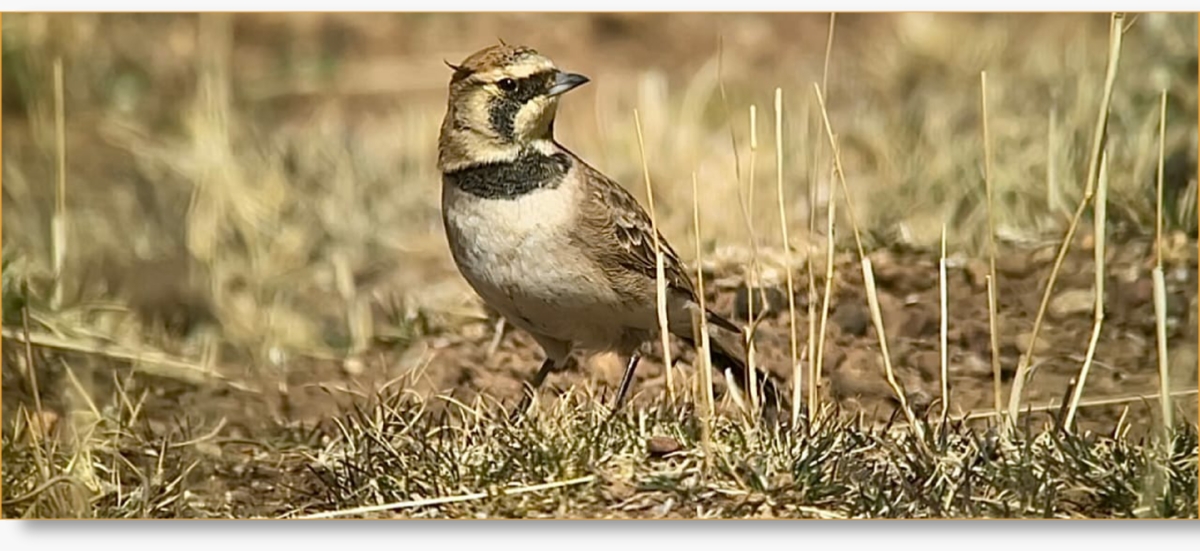 Discover Agadir: 3-Day Bird Watching Tour: MOROCCO BIRDING HOLIDAY TOUR