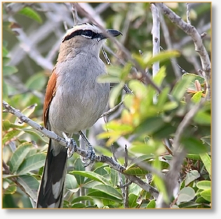 4-Day Birding Trip From Fes To Merzouga Desert