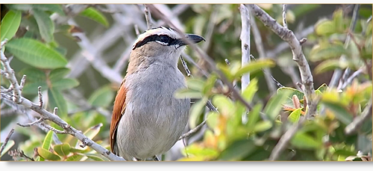 6-Day Morocco Birdwatching Tour