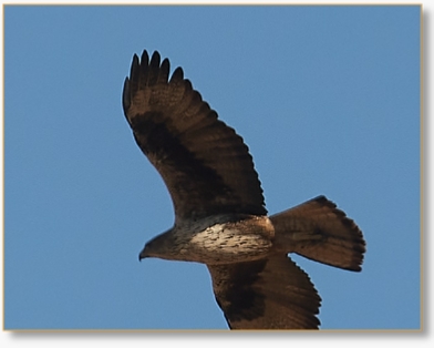 Birding Tours in Morocco