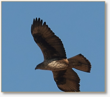 Birding Tours in Morocco