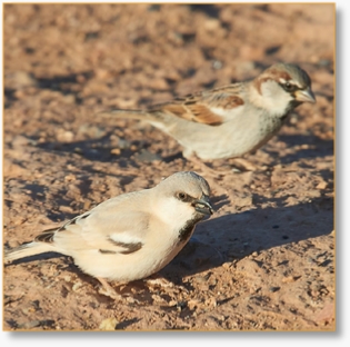 Birding Tours in Morocco