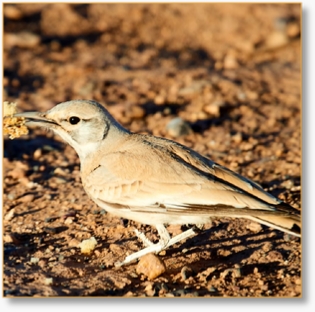 Morocco Birding Tour Package