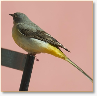 Special Offers For Birding Tours in Morocco