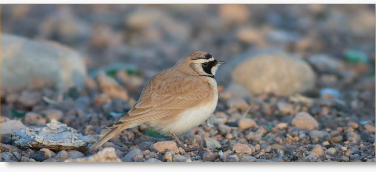 Birdwatching Day Tour From Marrakech To Agafay