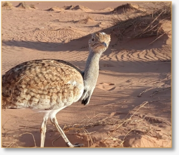 Contact Birding In Morocco | Reach Out for Expert Birdwatching Tours & Inquiries