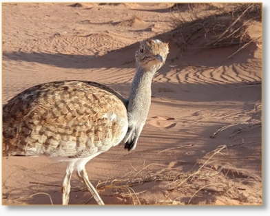 Contact Birding In Morocco | Reach Out for Expert Birdwatching Tours & Inquiries