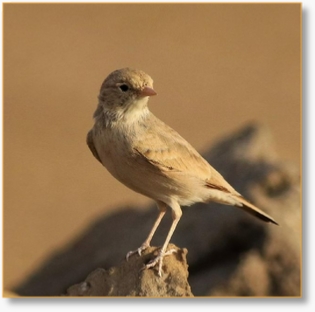 Morocco Birding Tour Package