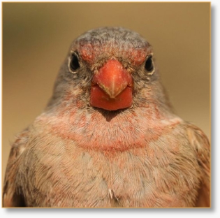 Birdwatching Day Tour To Agafay Desert