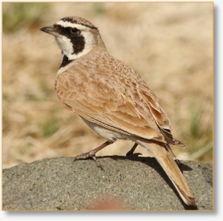 Birdwatching Day Tour To Agafay Desert