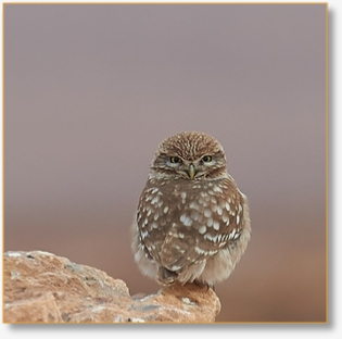 Birdwatching Day Tour From Marrakech To Agafay