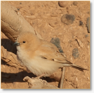 Birdwatching Day Tour From Marrakech To Agafay