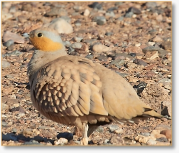 Contact Birding In Morocco | Reach Out for Expert Birdwatching Tours & Inquiries