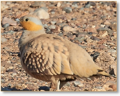 Contact Birding In Morocco | Reach Out for Expert Birdwatching Tours & Inquiries