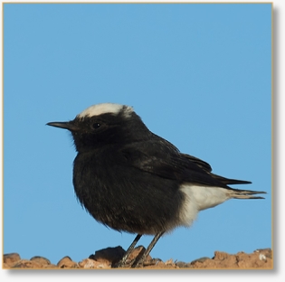 Birding in Morocco