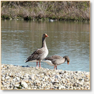 BirdWatching Day Tour From Marrakech To Agadir Souss-Massa National Park