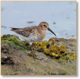 BirdWatching Day Tour From Marrakech To Agadir Souss-Massa