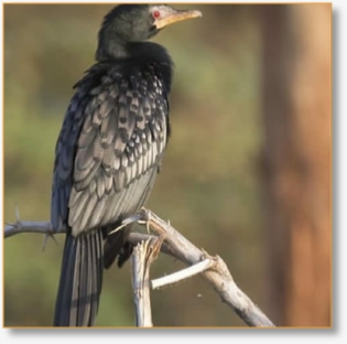 BirdWatching Day Tour From Marrakech To Agadir Souss-Massa