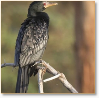 BirdWatching Day Tour From Marrakech To Agadir Souss-Massa