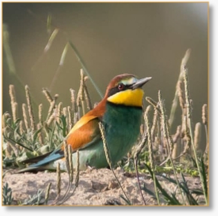 Morocco Birding Tour Package