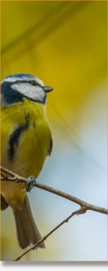 BirdWatching Day Tour From Marrakech To Agadir Souss-Massa National Park