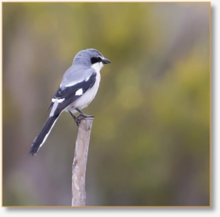 BirdWatching Day Tour To Agadir Souss-Massa