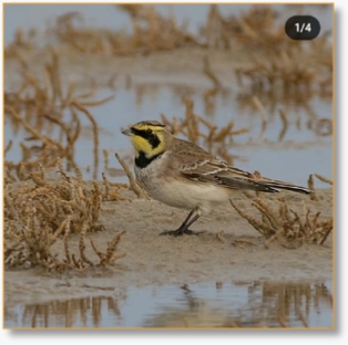 3-Day Agadir BirdWwatching Tour