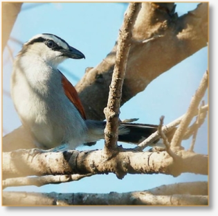 Morocco Birding Tour Package