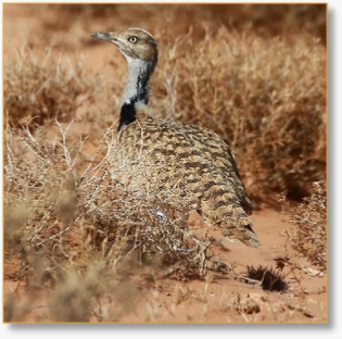 One Day Birding Tour In Merzouga Desert