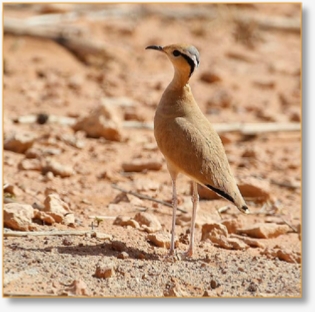 One Day Birding Tour In Merzouga Desert