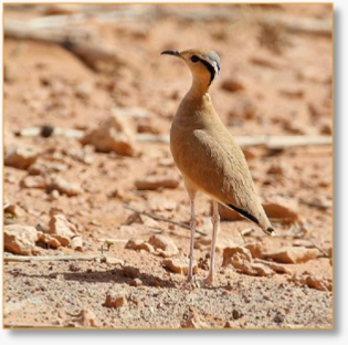 4-Day Birding Trip From Fes To Merzouga Desert