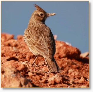 One Day Birding Tour In Merzouga Desert