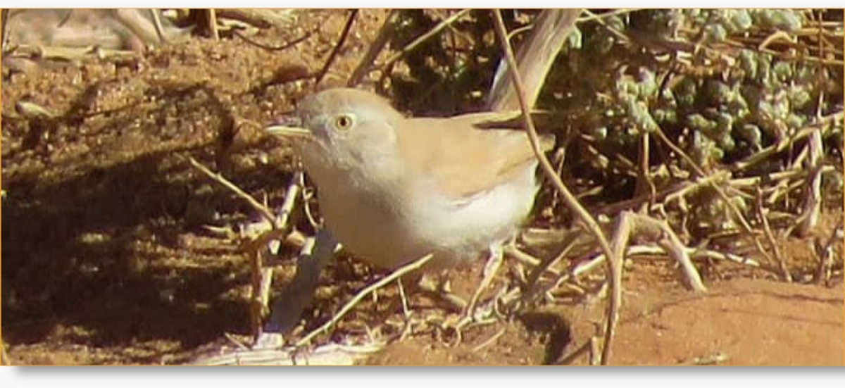 Morocco Birding Tour Package