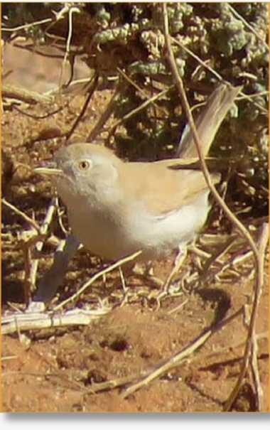 Morocco Birding Tour Package