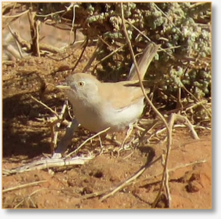 One Day Birding Tour In Merzouga Desert