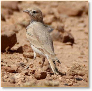 One Day Birding Tour In Merzouga Desert