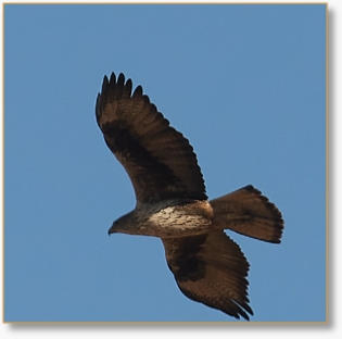 Morocco Birding Tour Package