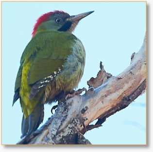 Morocco Birding Tour Package