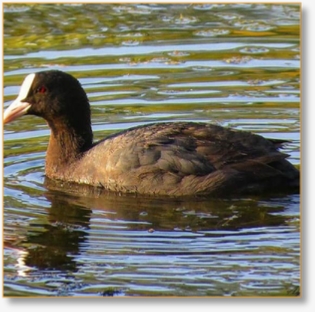 Adventure Birding Tours in Morocco