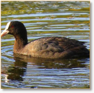 Adventure Birding Tours in Morocco