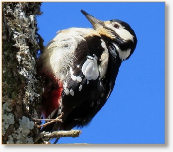 Adventure Birding Tours in Morocco