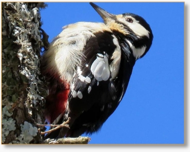 Adventure Birding Tours in Morocco