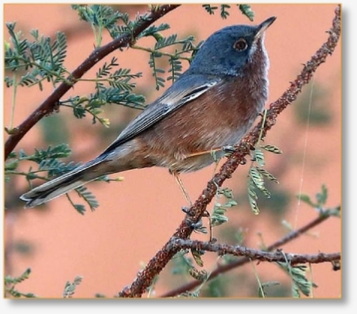 Birding Tours in Morocco