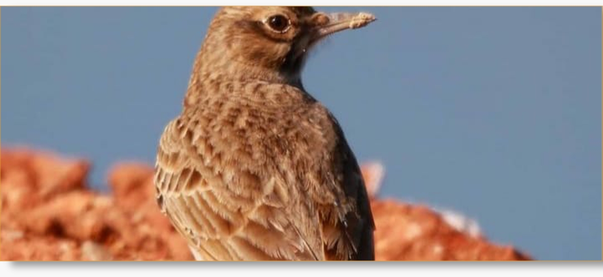 1-Day Merzouga Wildlife & Fennec Fox Tour