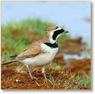 Morocco Birding Tour Package