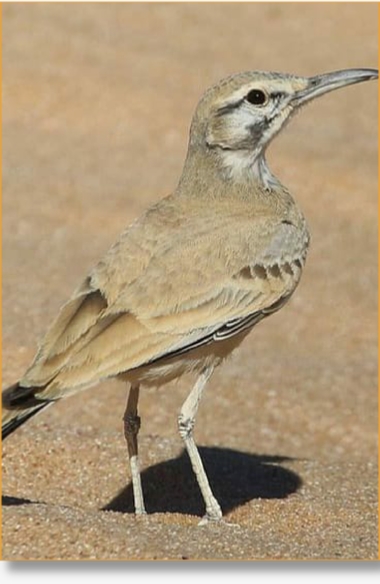 Explore Morocco's Birding Wonders: 7-Day Private Guided Tour