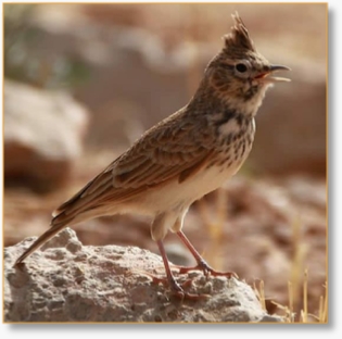 Morocco Birding Tour Package